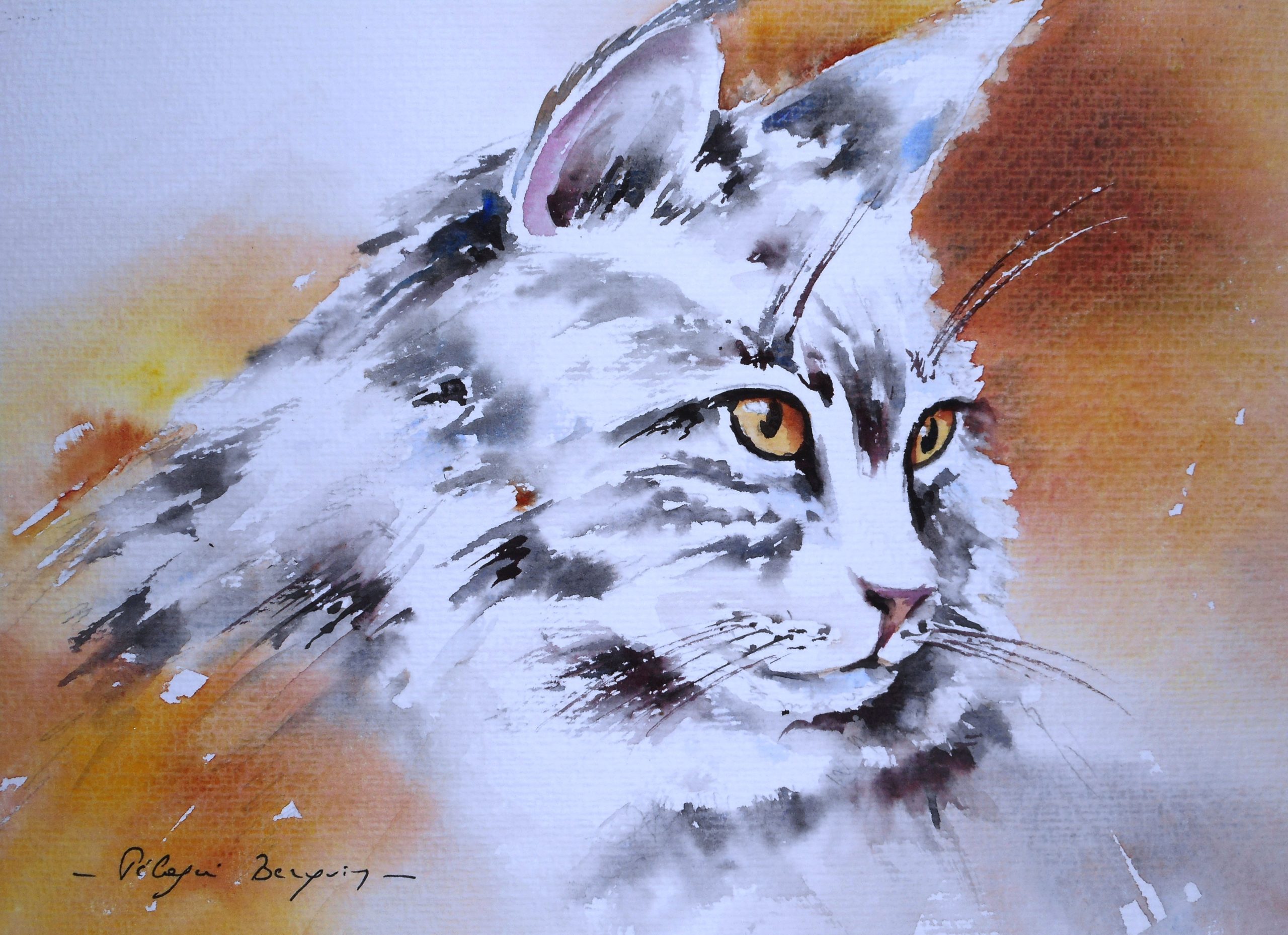 Maine coon
